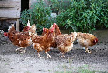 Chicken and cock on farm, shooting outdoors. Rustic theme.