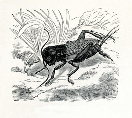 Field cricket (Gryllus campestris) (from Meyers Lexikon, 1895, 7/374/375) 