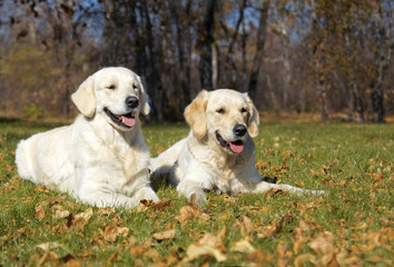 golden Retriever Close-up in the park