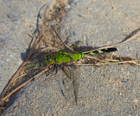 Green dragonfly