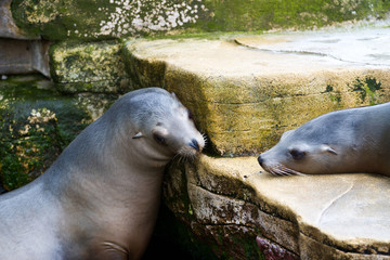 Naklejka premium Pinniped- seal