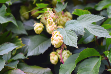 Knobs of hops closeup.