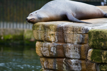 Pinniped- seal