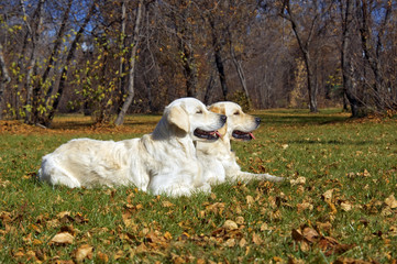 golden Retriever Close-up in the park