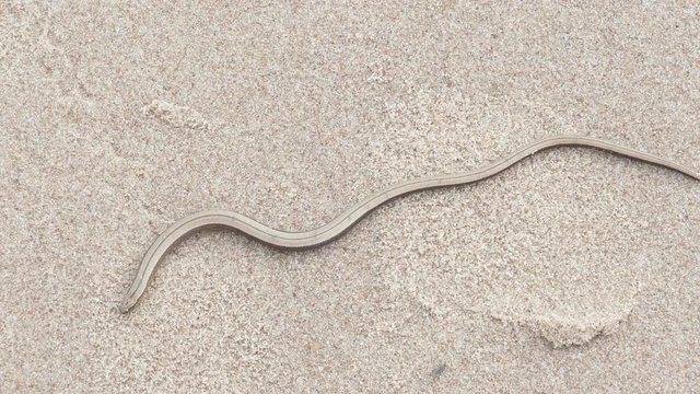 The Anguis fragilis or slow worm snake like limbless lizard on sandy beach