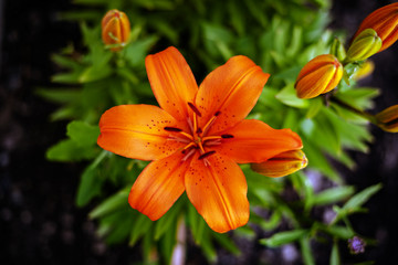 Orange flower