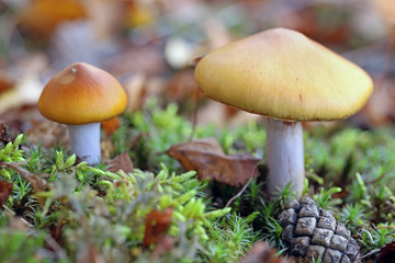 Cortinarius mucosus. Mushrooms among the fallen-down foliage in