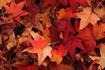 leaves in autumn florence