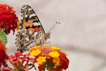 Papillon Vanessa cardui, la Belle dame 