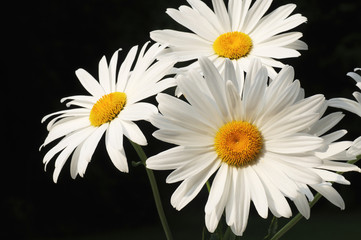 Obraz premium White Marguerite in the nature