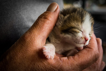 Baby kitten in an old woman's hand