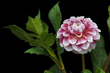 Dahlia pink and white colors; flowers on black background 01