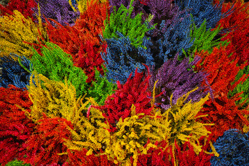 Multicolored blossoming heather (Calluna vulgaris), colorful flowers - obrazy, fototapety, plakaty