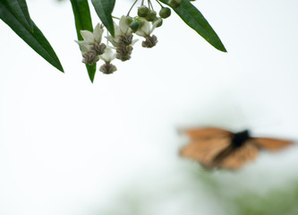 Monarch butterfly 12