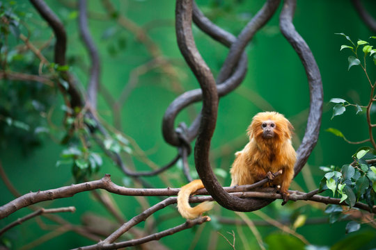 golden lion tamarin