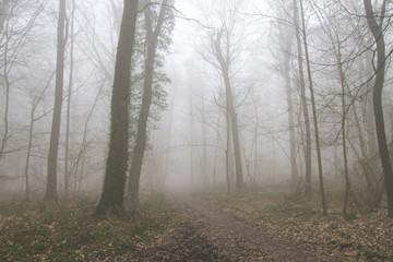 path in a forest with deep fog