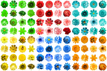 Fototapeta na wymiar Mega pack of 96 in 1 natural and surreal blue, yellow, red, green, turquoise and orange flowers isolated on white