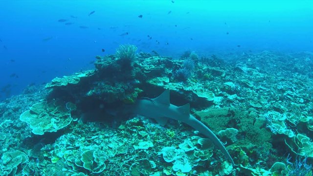 Nurse shark on a coral reef. Ginglymostomatidae - Nebrius ferrugineus, 4k footage