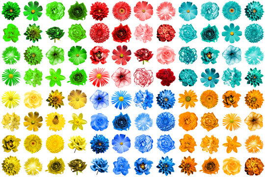 Fototapeta Mega pack of 96 in 1 natural and surreal blue, yellow, red, green, turquoise and orange flowers isolated on white