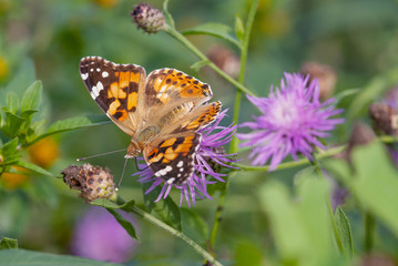 farfalla su un fiore