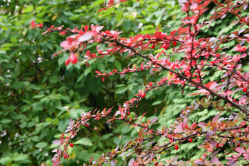 Ripe berries of barberry. Hello, Autumn! Hello October!