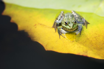 Teichfrosch