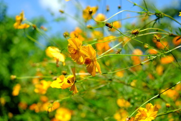 Yellow Cosmos flower and blue sky