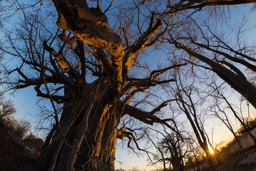 Huge Baobab plant in the african savannah with clear blue sky and sun star at sunset. Fisheye view from below. Botswana, one of the most attractive travel destination in Africa.