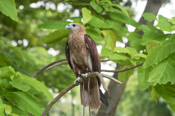 brown eagle on tree 