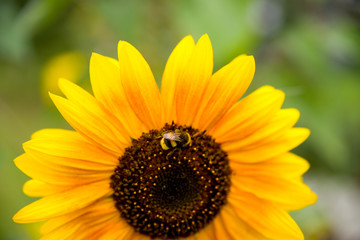 Naklejka premium Sonnenblume