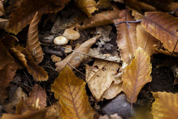 Group of mushrooms