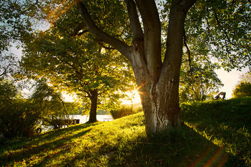 Beautiful sunny forest