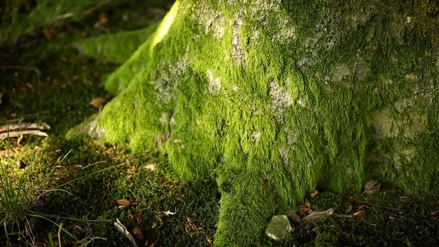 Macro panning over delicate green moss growing on a tree stump in a forest