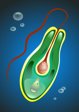 Eukaryiote protozoon  type euglena swimmung in the water. Vector Illustration