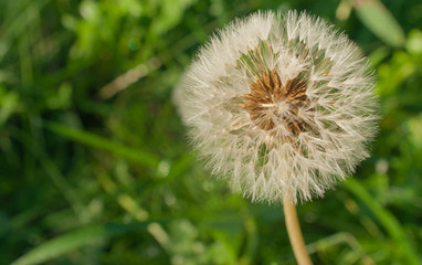 Dandelion in the early morning on the autumn sunlight