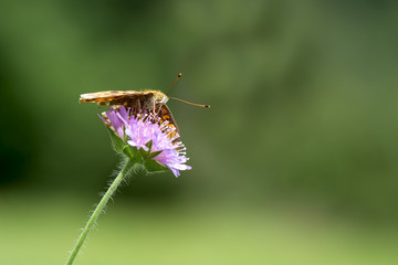 Argynnis niobe