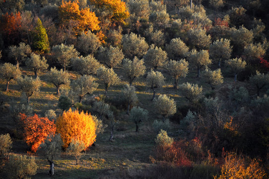Piante di olivo in chianti, campagna toscana in autunno, Italia