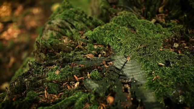 Macro panning over delicate green moss growing on a tree stump in a forest