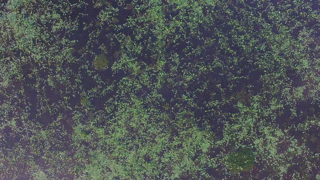 bird-watching tower in swamp.The Talay Noi Wetlands Preserve, in Phatthalung, at 450 square kilometers, is the largest waterfowl reserve in the Kingdom, and home to 187 species of birds