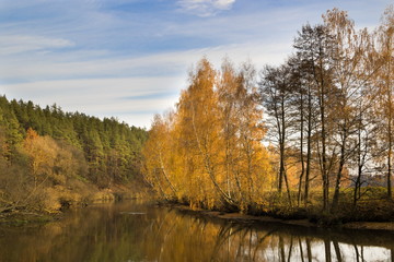 Fototapeta na wymiar Autumn river bank with orange leaves on birches