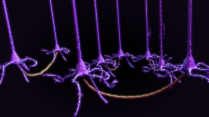 Neurons
