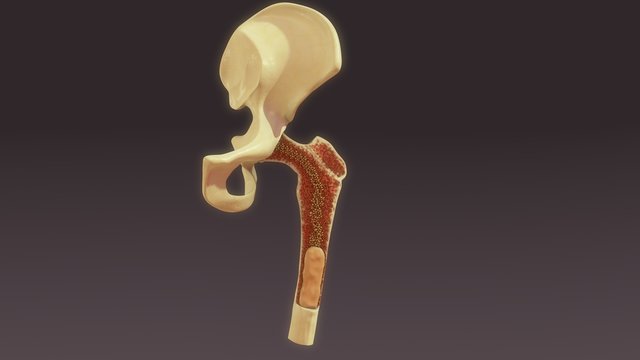 Bone marrow