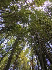 Forest of bamboo at Montpeulier - France