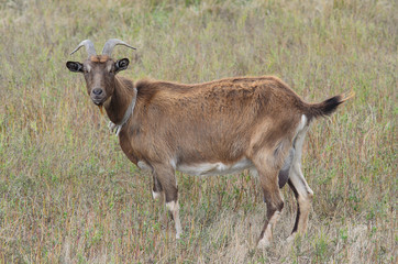 Goat with long horns grazing in the meadow.