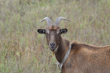 Goat with horns grazing on a farm.