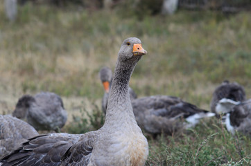 Group of gray geese grazing in the meadow.
