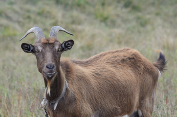 Goat with long horns grazing in the meadow.