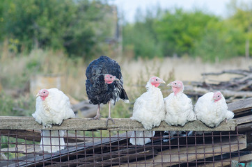 A herd of turkeys, birds with big tails. © mihakonceptcorn