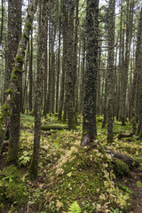 Fototapeta premium Green Forest