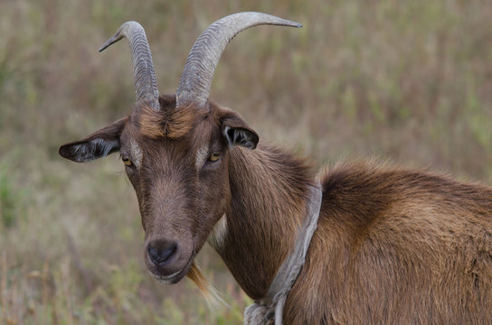 Goat with a beard and long horns, portrait photo.